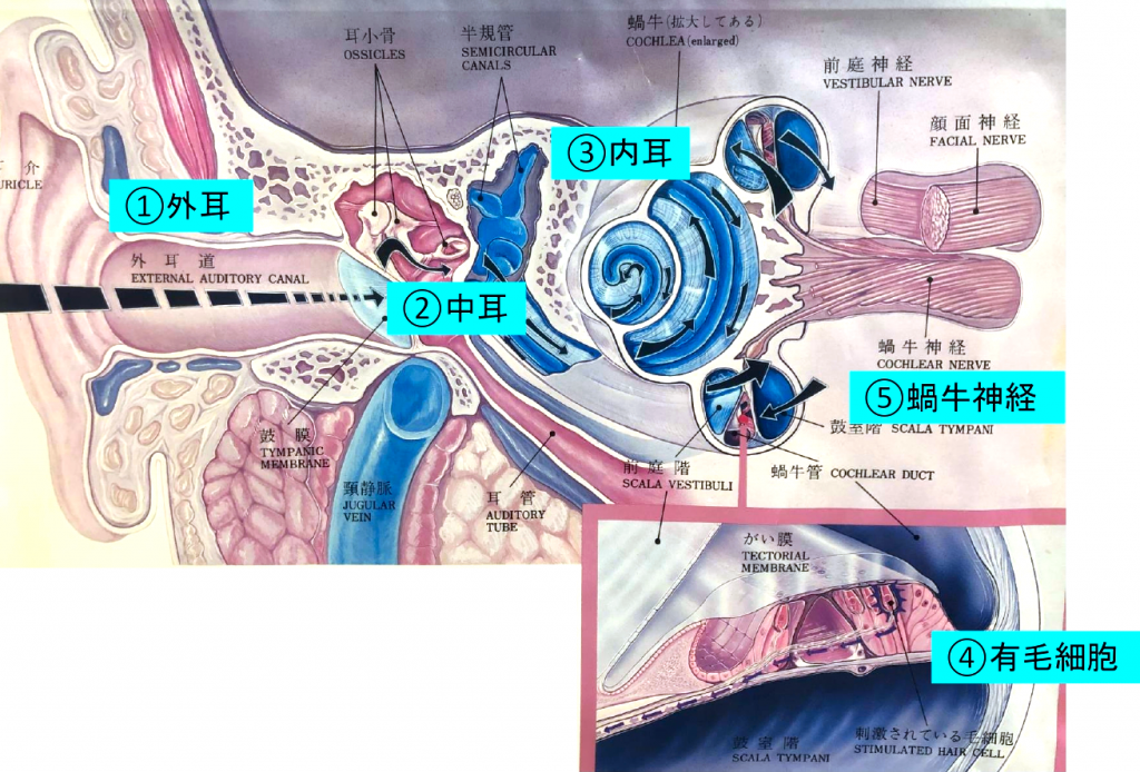 耳の解剖図